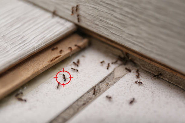 Best Best Pest Control Companies  in St James, NC